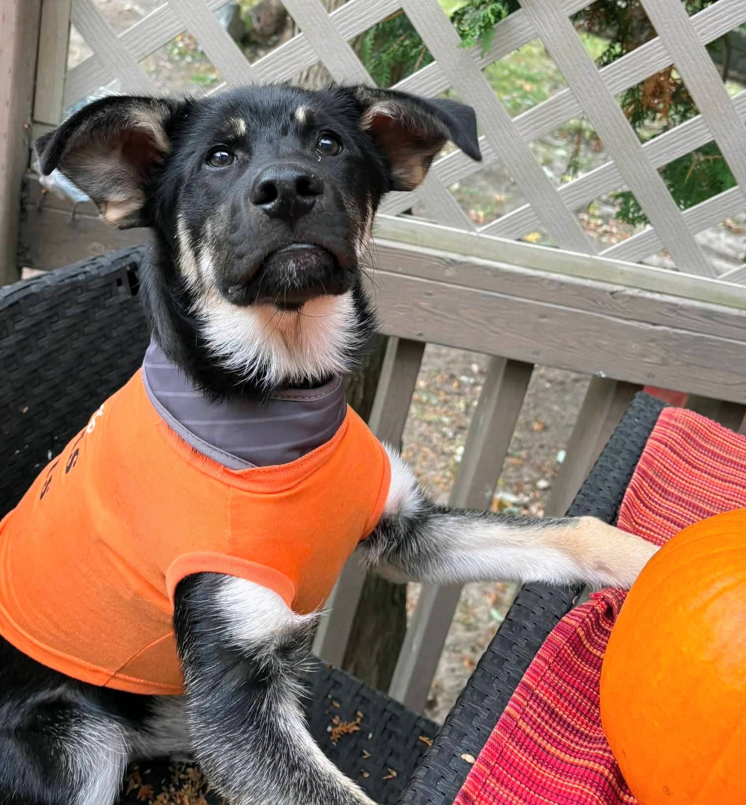 Joe/Joey - Shepherd mix available for adoption at Pet Save in Sudbury