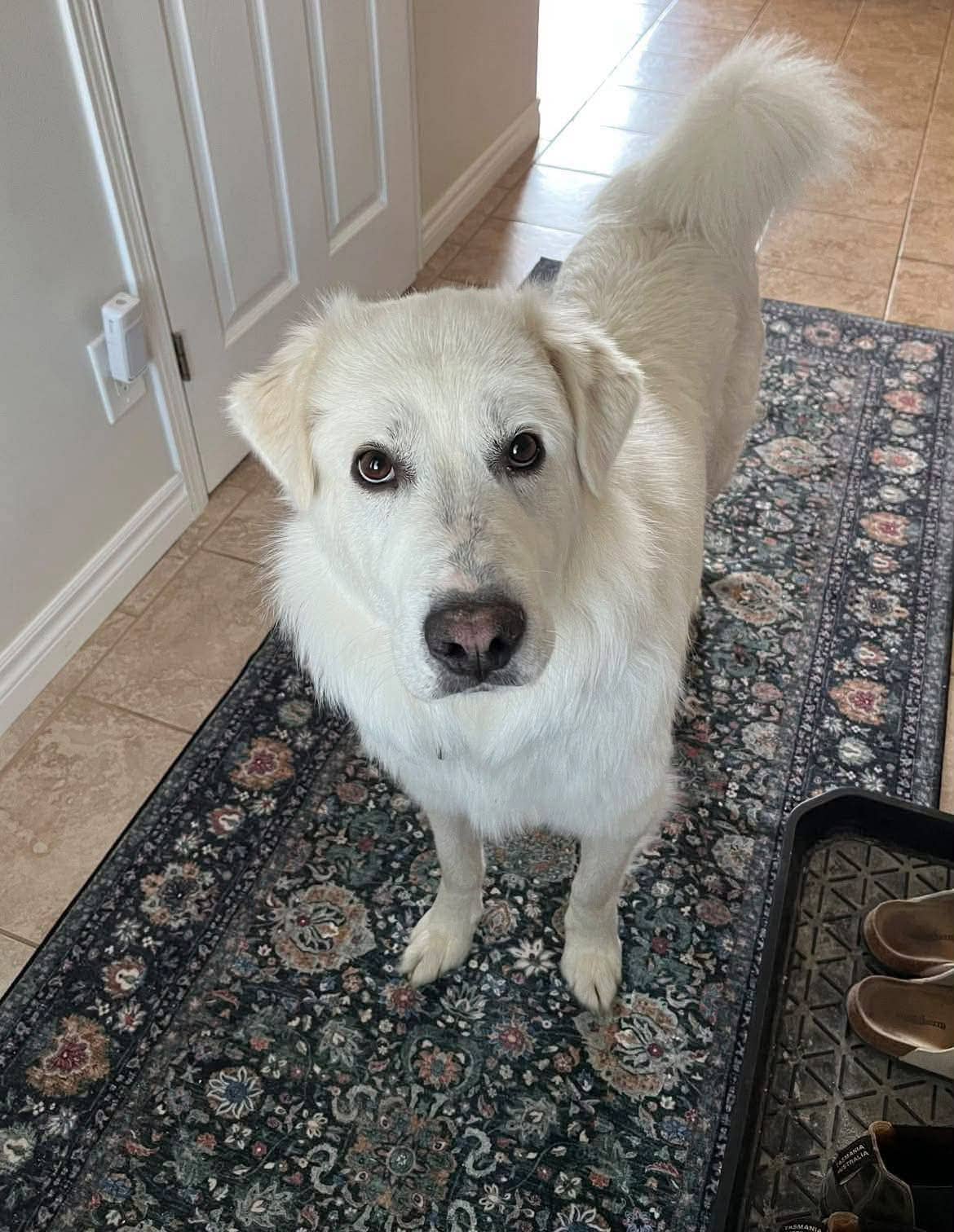 Socrates - Great Pyrenees available for adoption