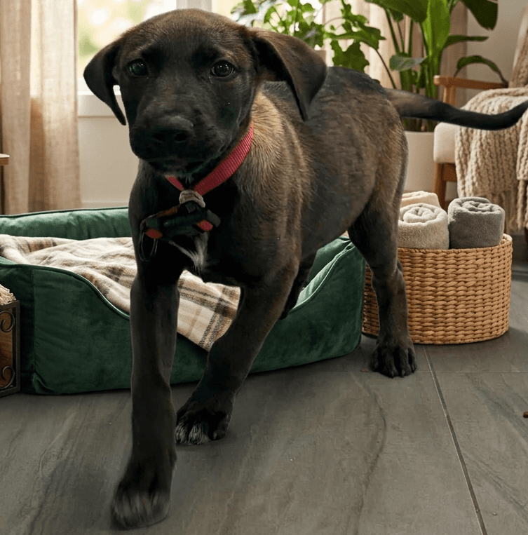 Thomas - Mixed Breed available for adoption