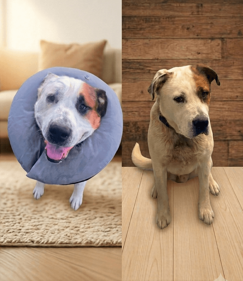 Tommy - Mixed breed available for adoption at Pet Save in Sudbury