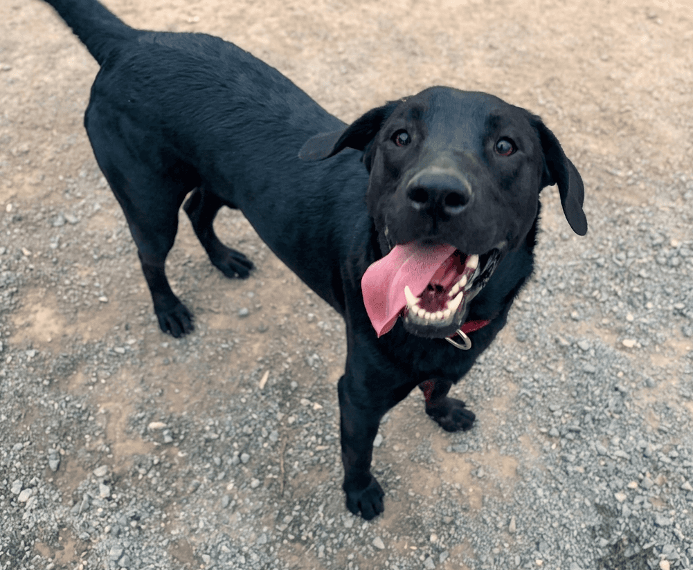 Leo - Mixed breed available for adoption