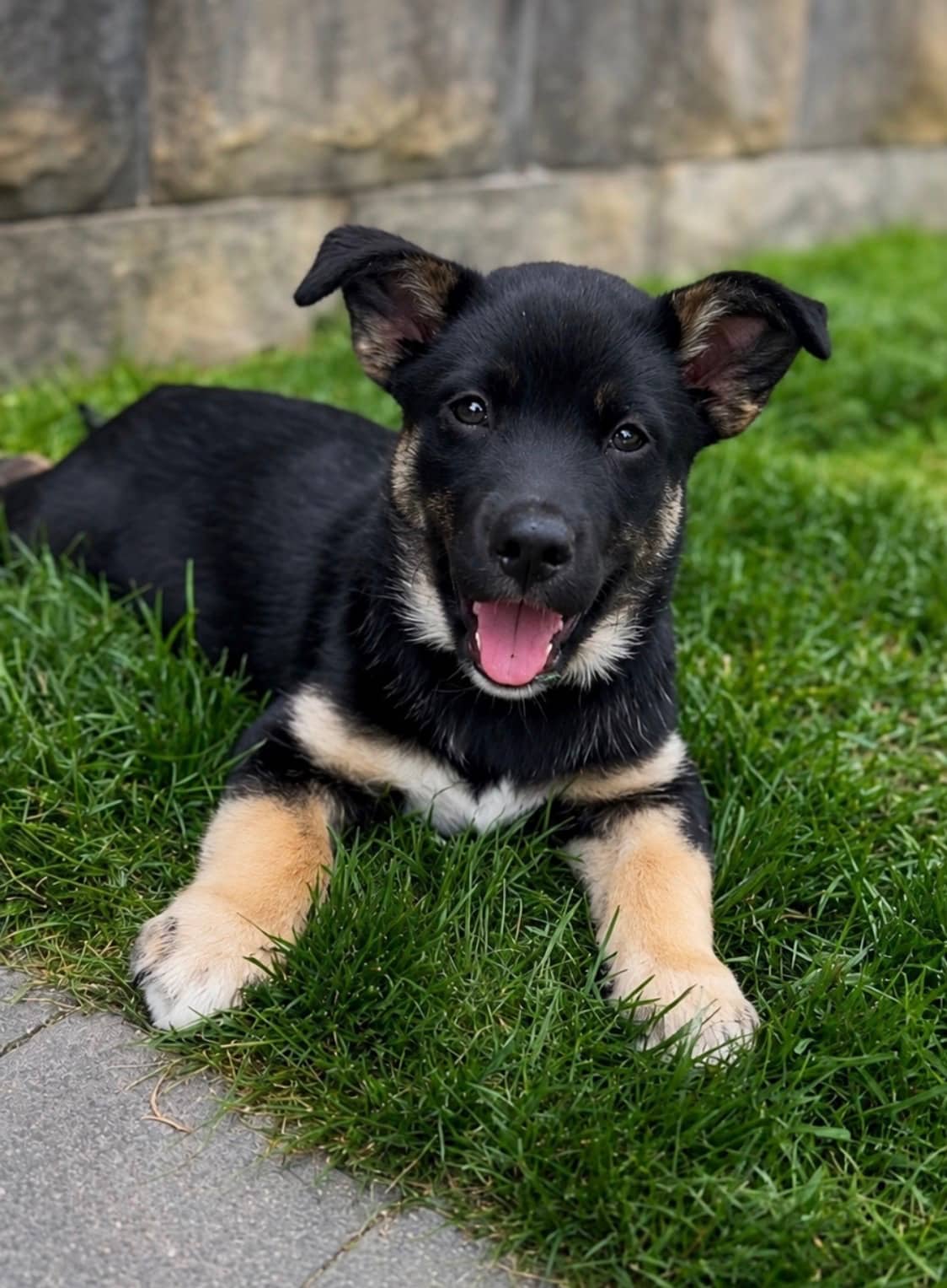 Willy - Shepherd mix available for adoption at Pet Save in Sudbury