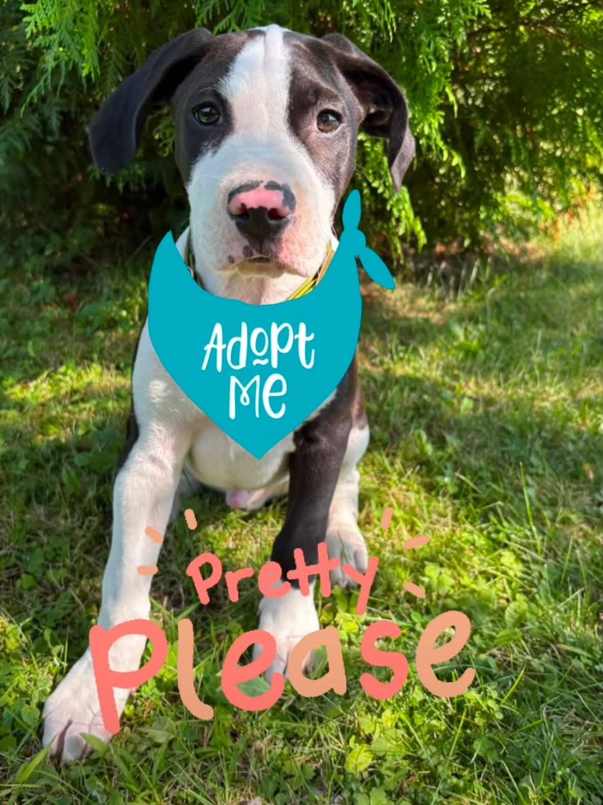 Norman - Treeing Walker Coonhound available for adoption at Pet Save in Sudbury