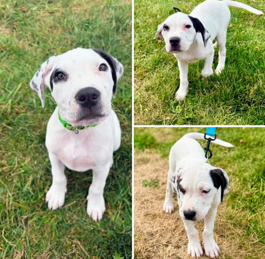 Rupert - Treeing Walker Coonhound mix available for adoption