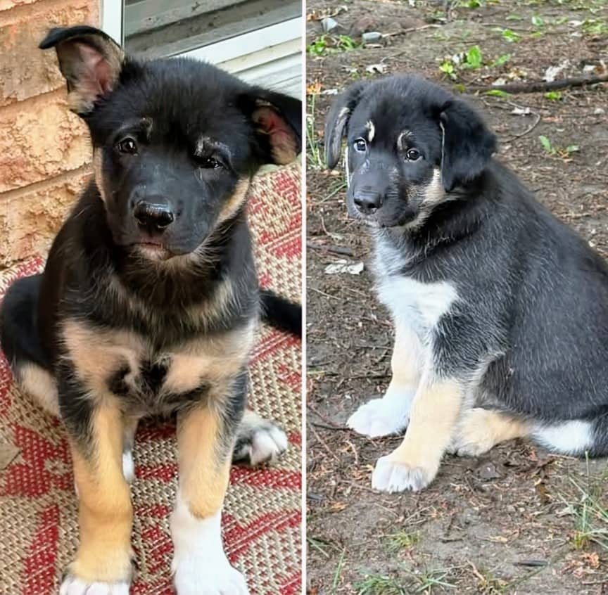 Raya and Whiskey - Shepherd mix available for adoption