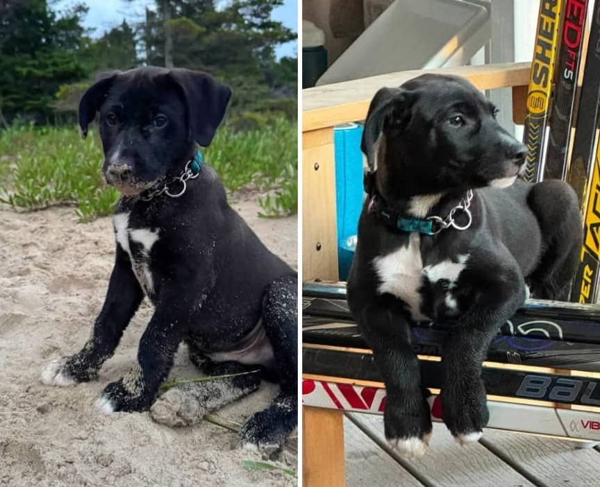 Samson - Mixed breed available for adoption at Pet Save in Sudbury