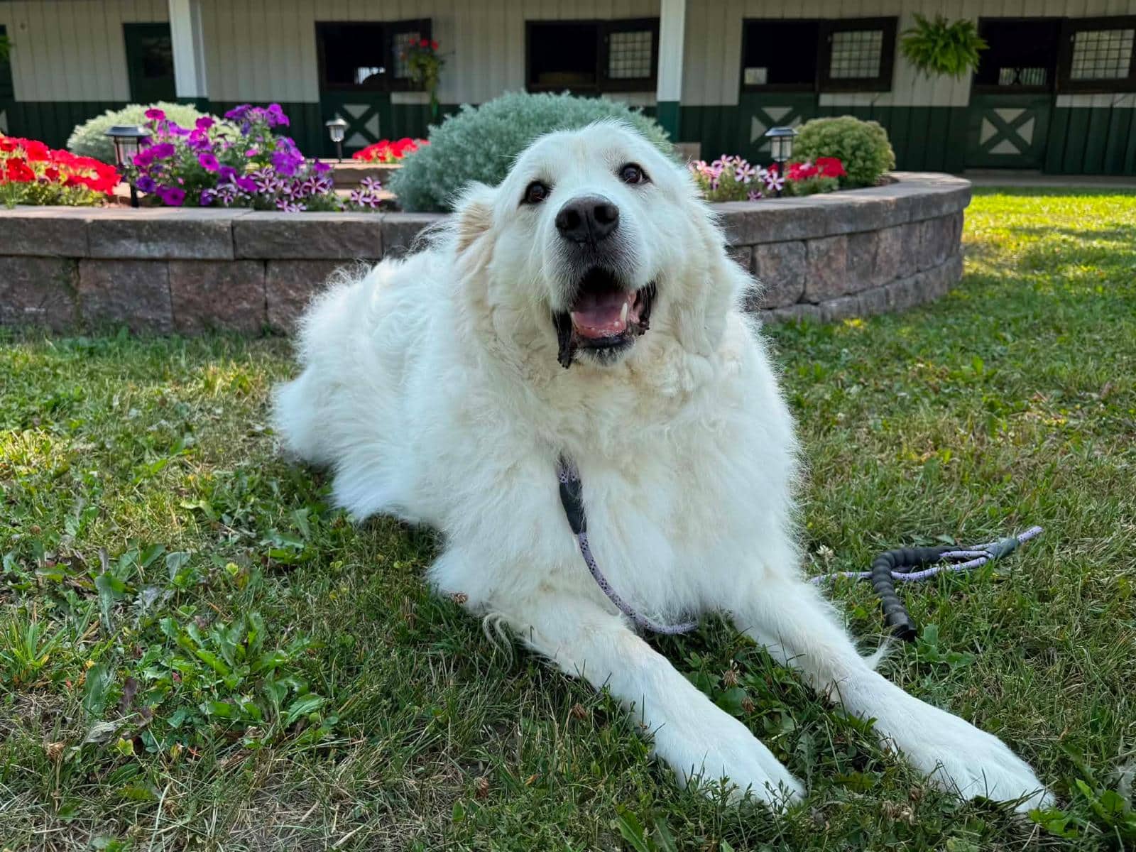 Luna - Great Pyrenees available for adoption at Pet Save in Sudbury