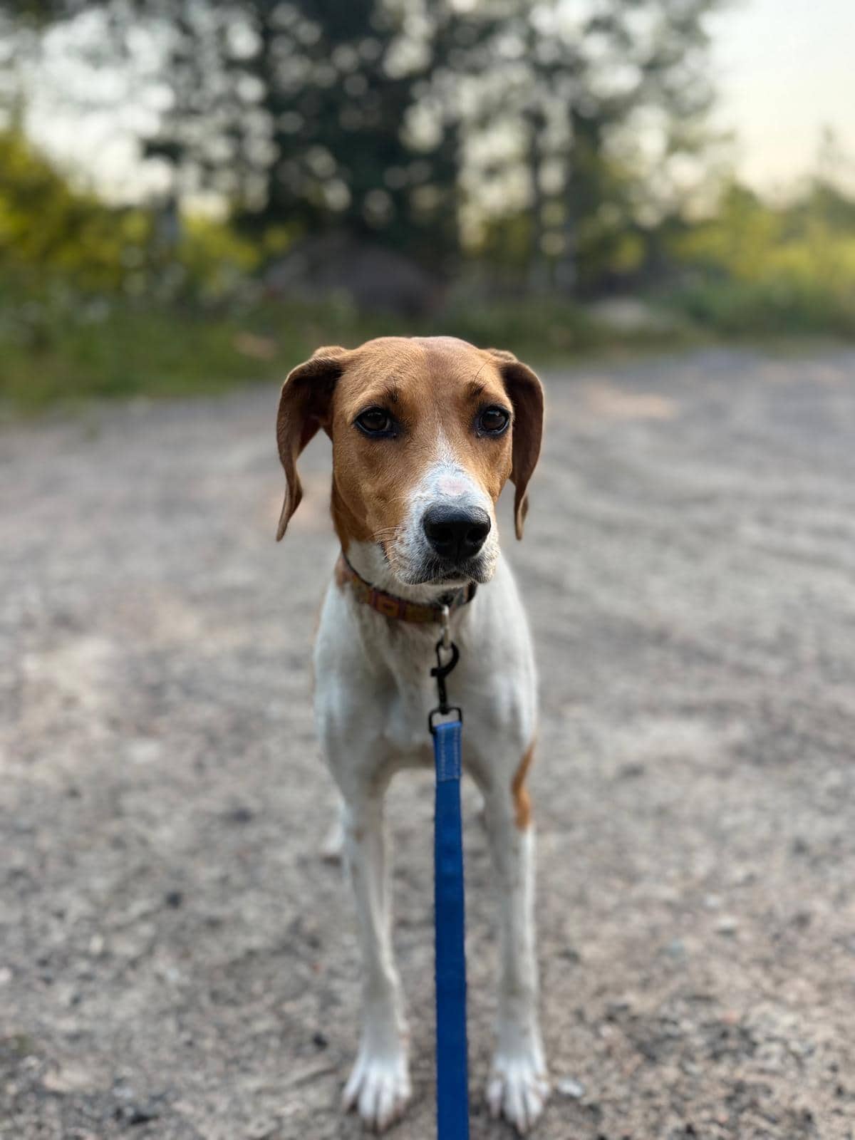 Roxy - Treeing Walker Coonhound available for adoption