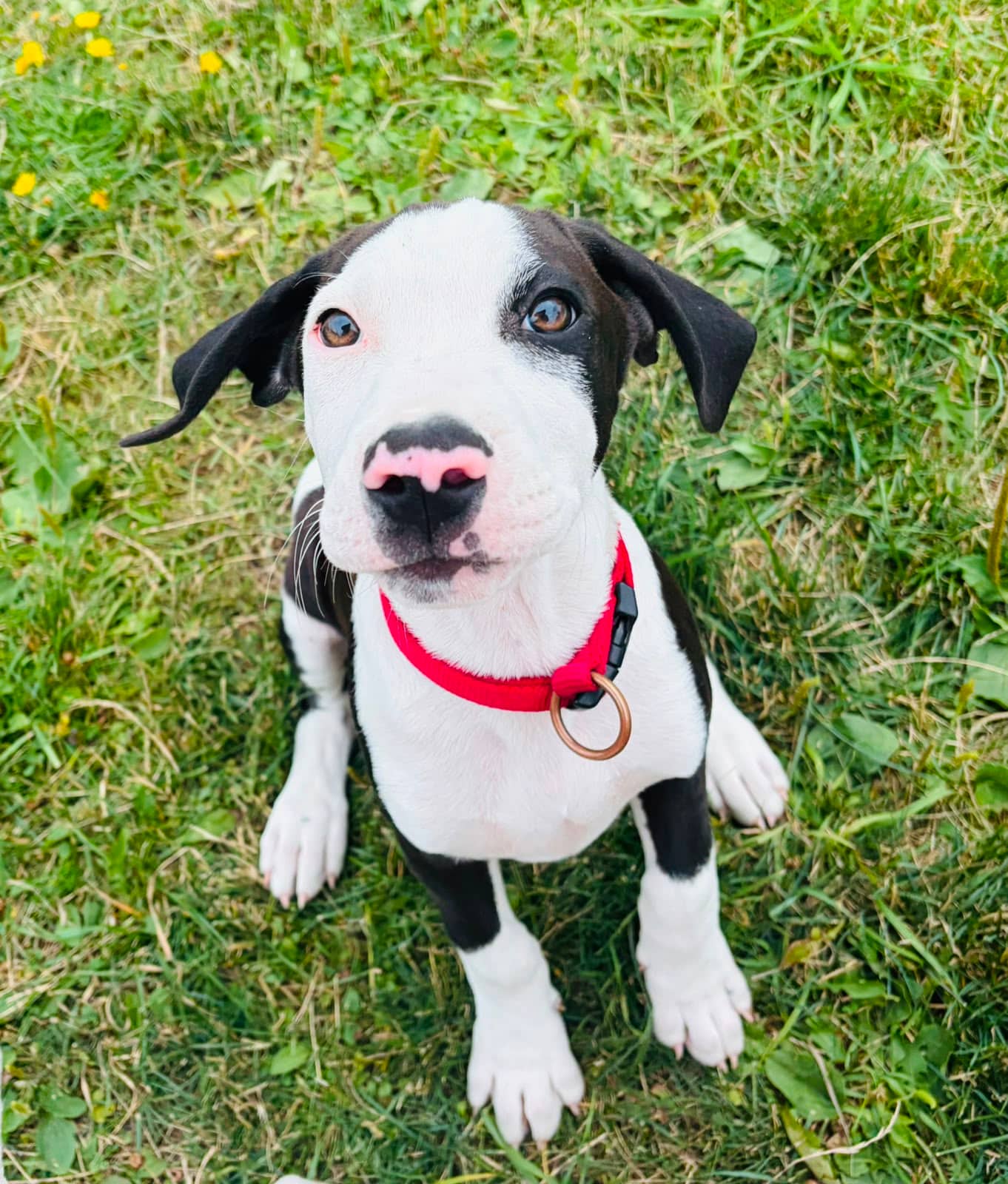 Norman - Treeing Walker Coonhound available for adoption at Pet Save in Sudbury