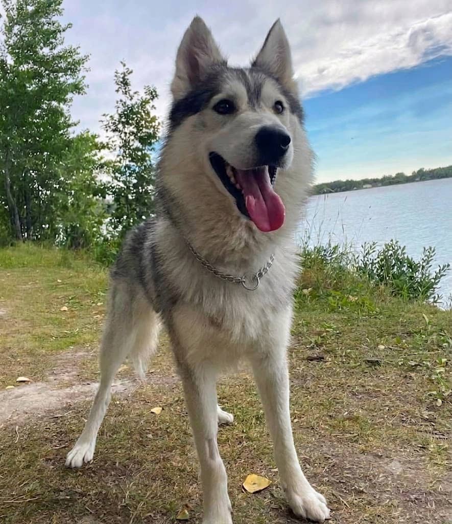 Champ - Husky mix available for adoption