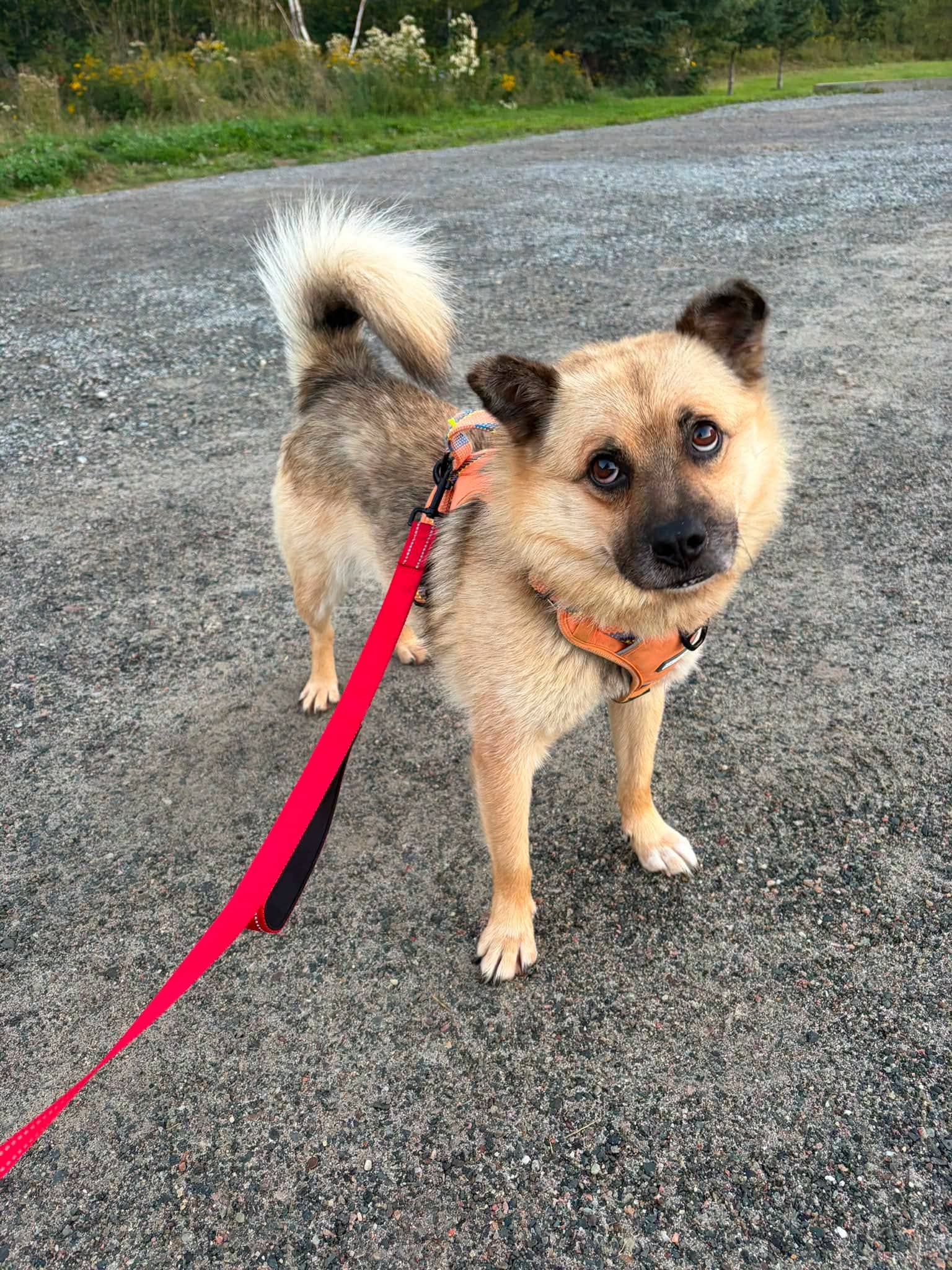 Taco - Chihuahua/Pomeranian mix available for adoption at Pet Save in Sudbury