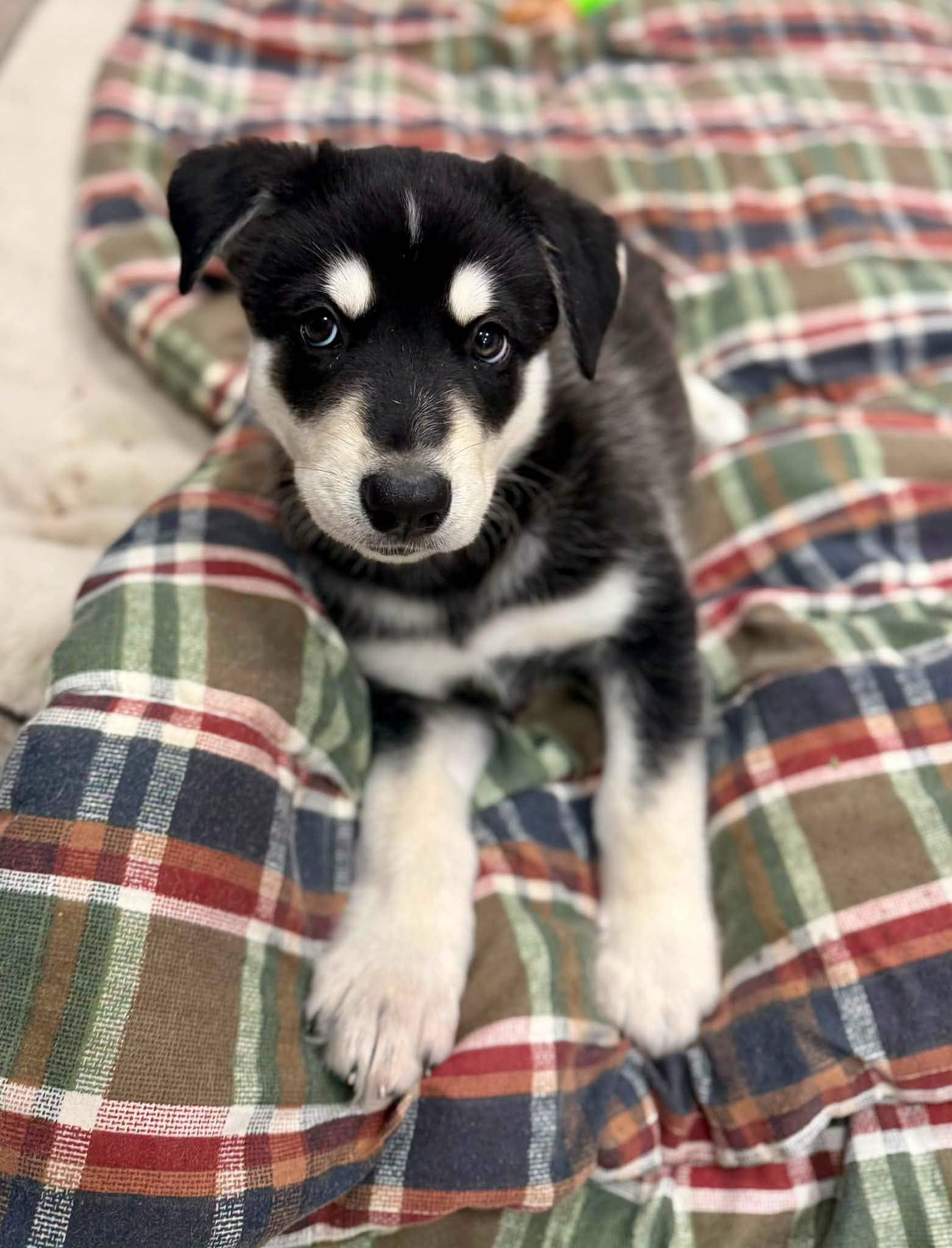 Comet - Shepherd/Husky mix available for adoption