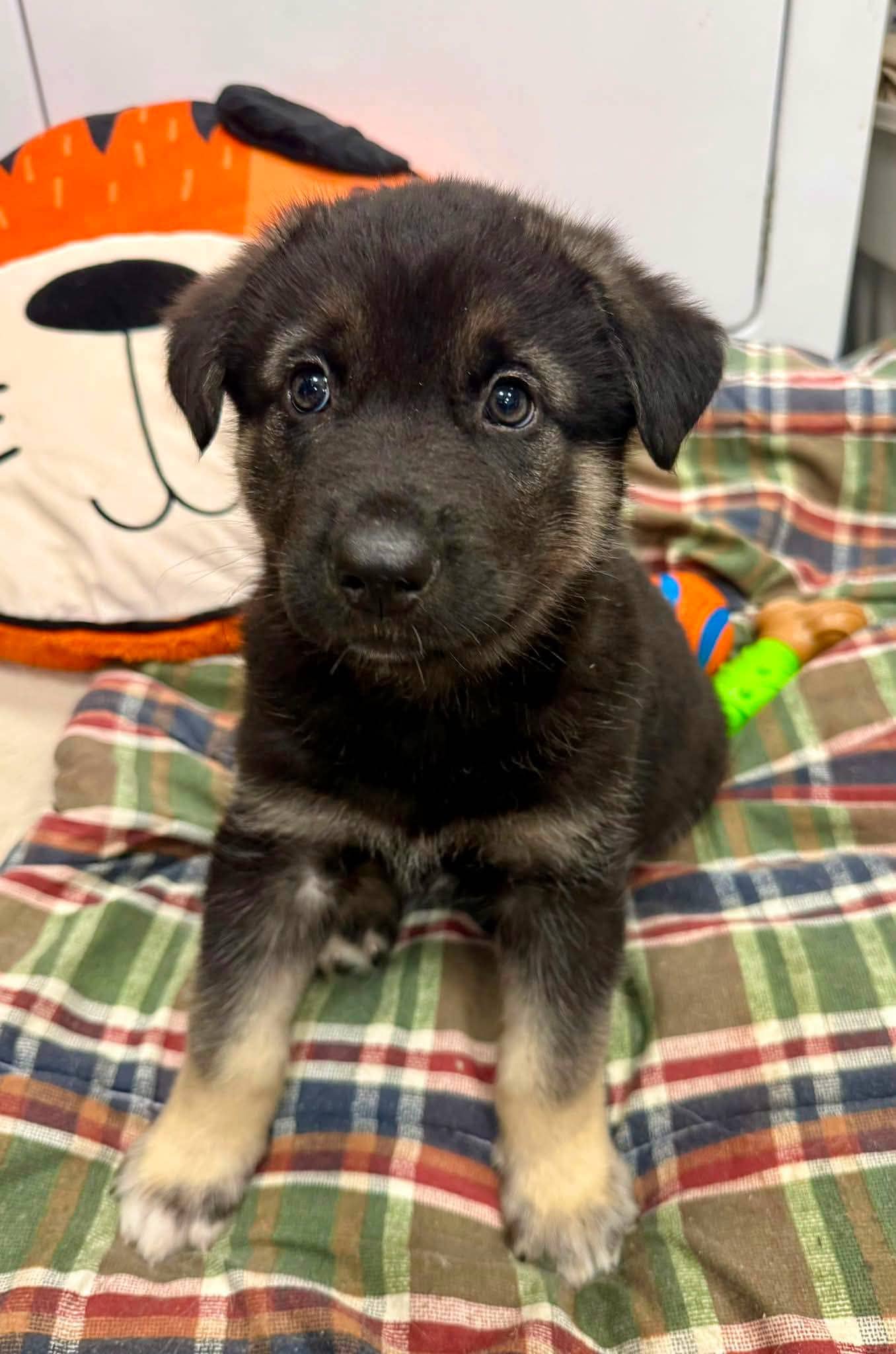 Zeke - Shepherd/Husky mix available for adoption at Pet Save in Sudbury