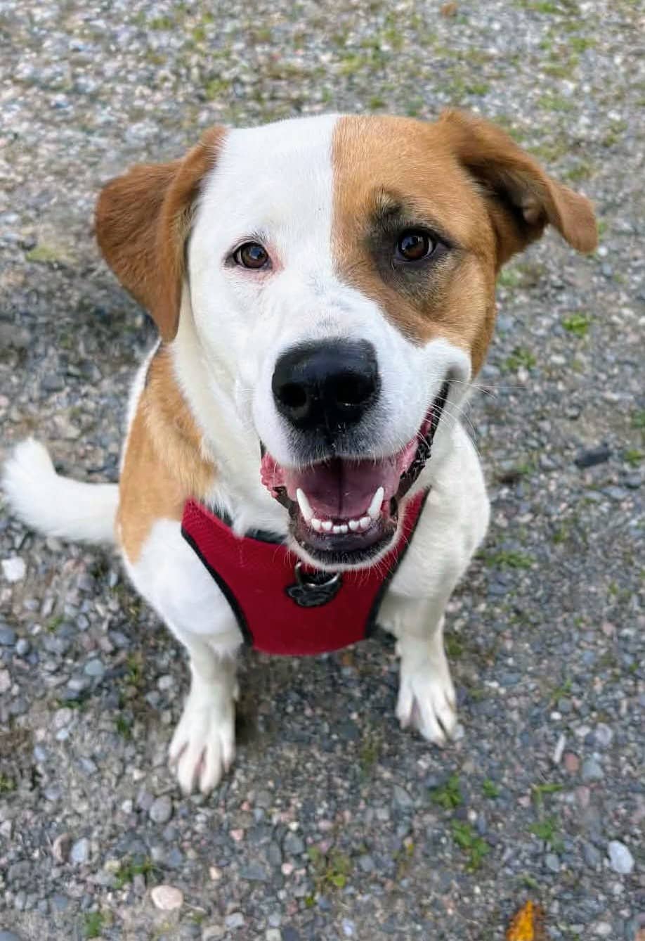 Hallow - Lab/Bully mix available for adoption in Calgary