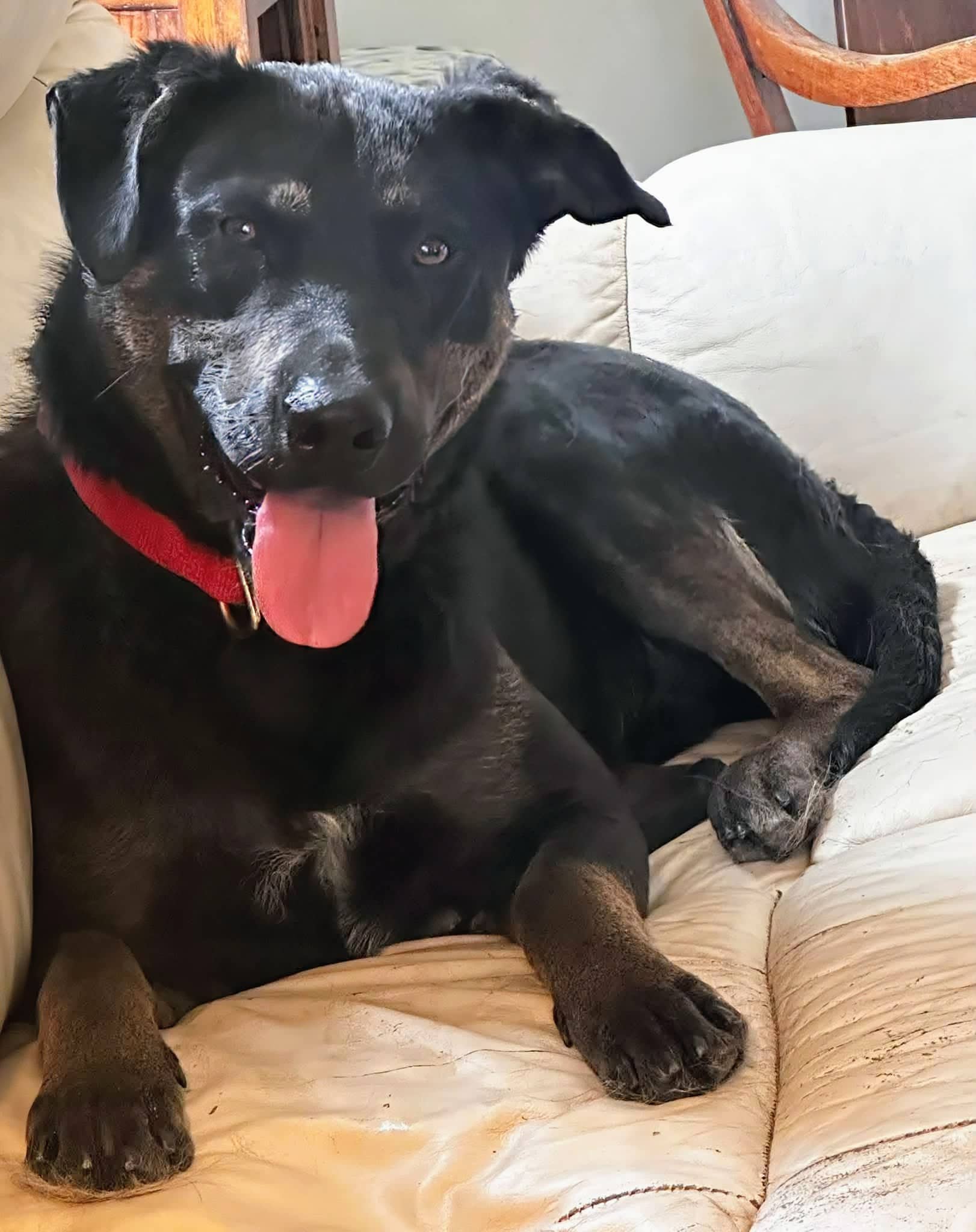 Blackie - Mixed breed available for adoption in Calgary