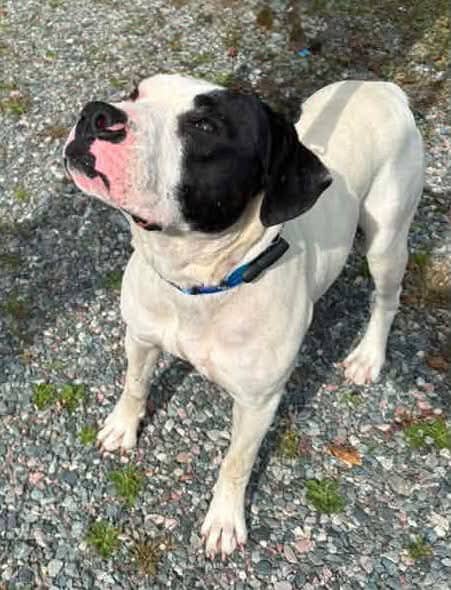 Patch - Bully mix available for adoption in Calgary