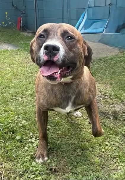 Brutus - Bully mix available for adoption in Calgary