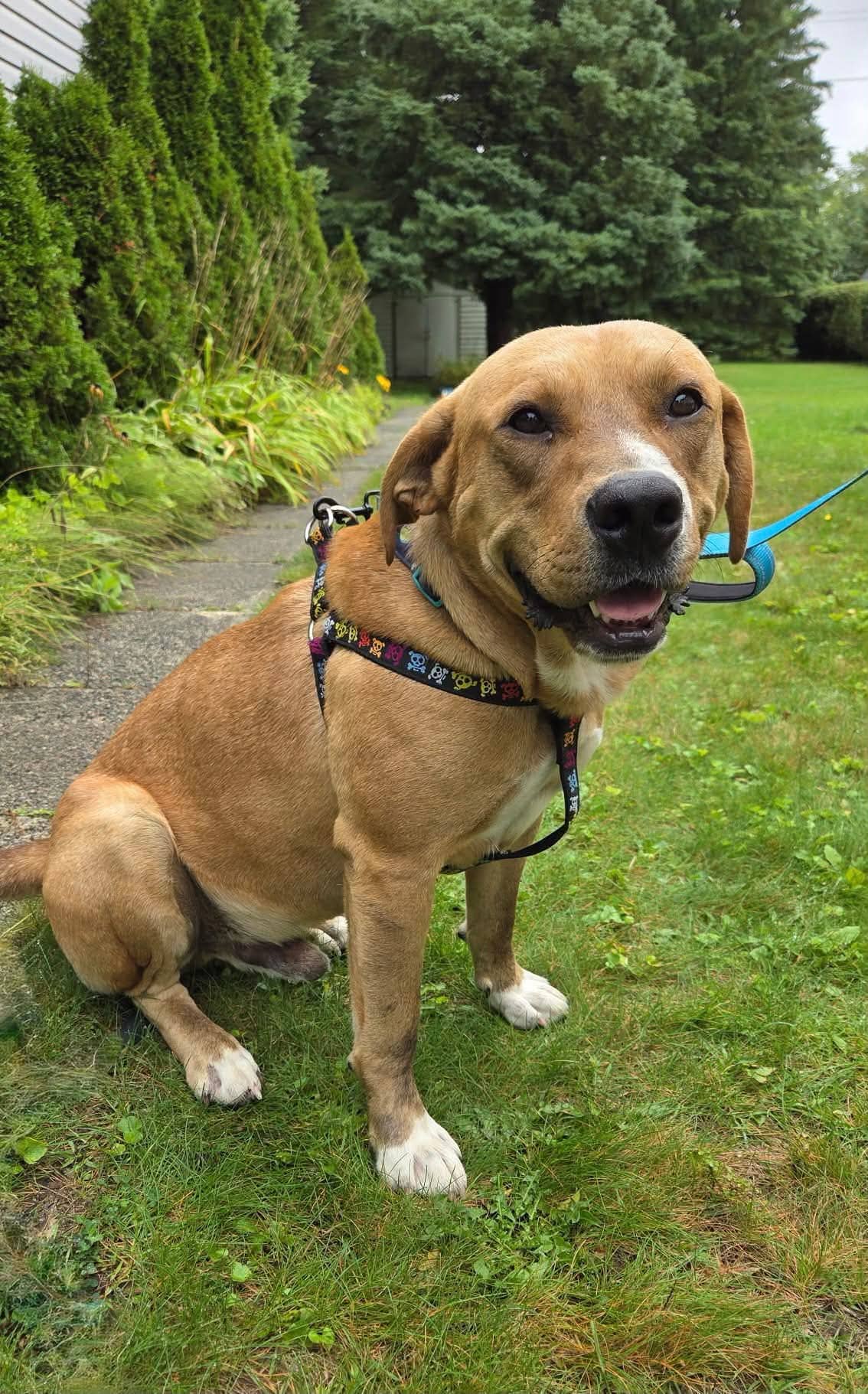 Buster - Mixed breed available for adoption in Calgary