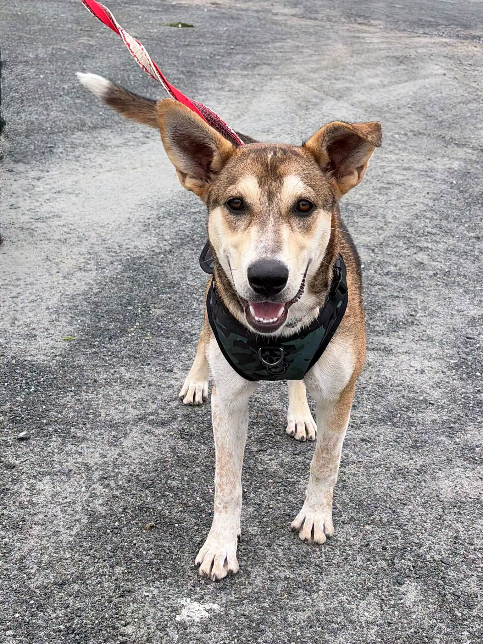 Princess - Husky mix available for adoption