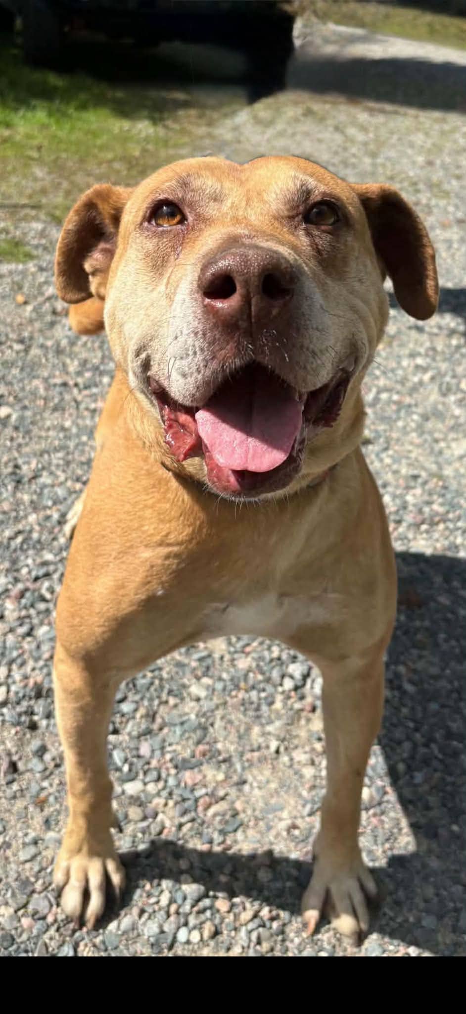 Jax - Bully mix available for adoption at Pet Save in Sudbury