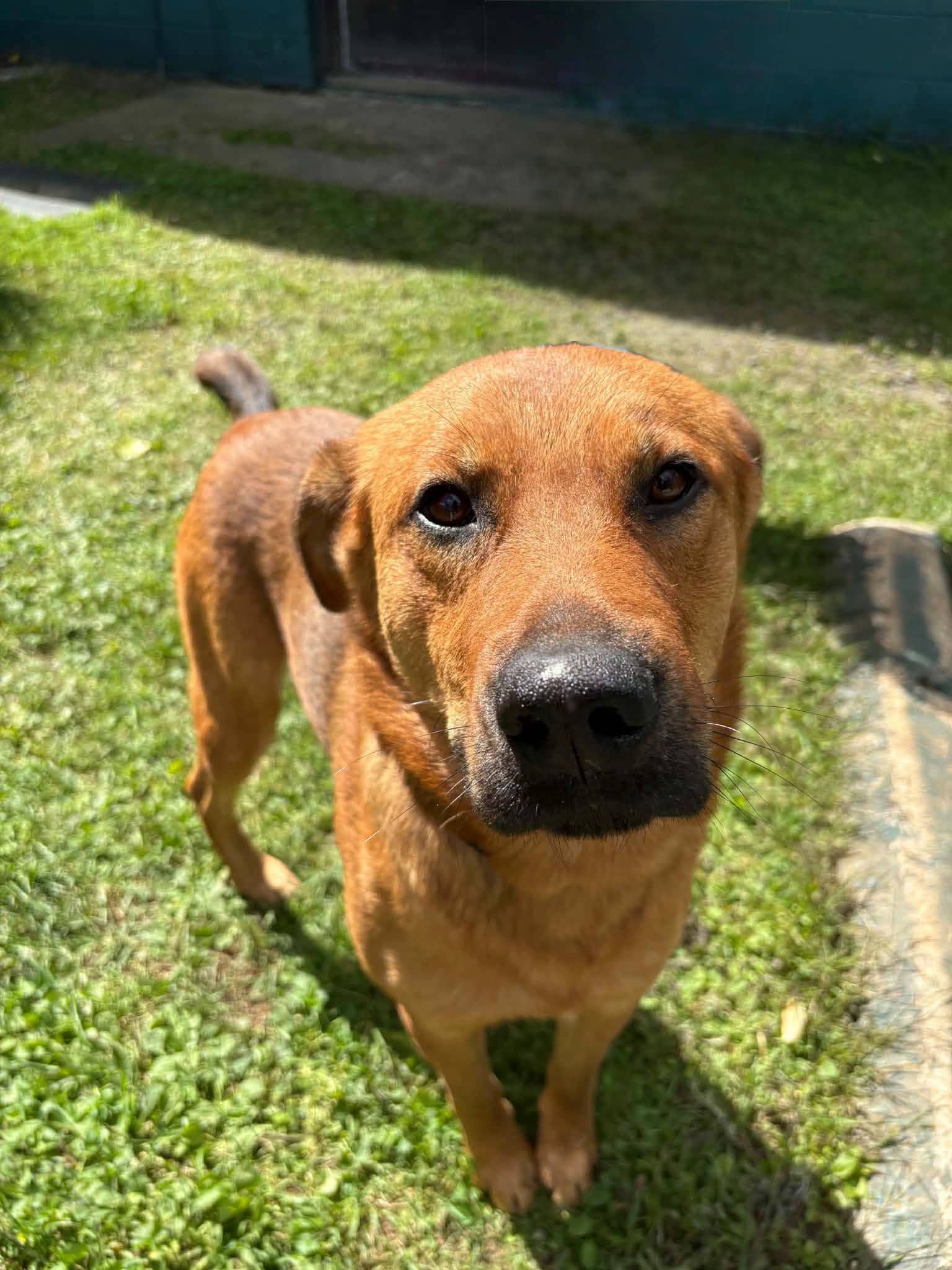 Buddy - Lab mix available for adoption at Pet Save in Sudbury