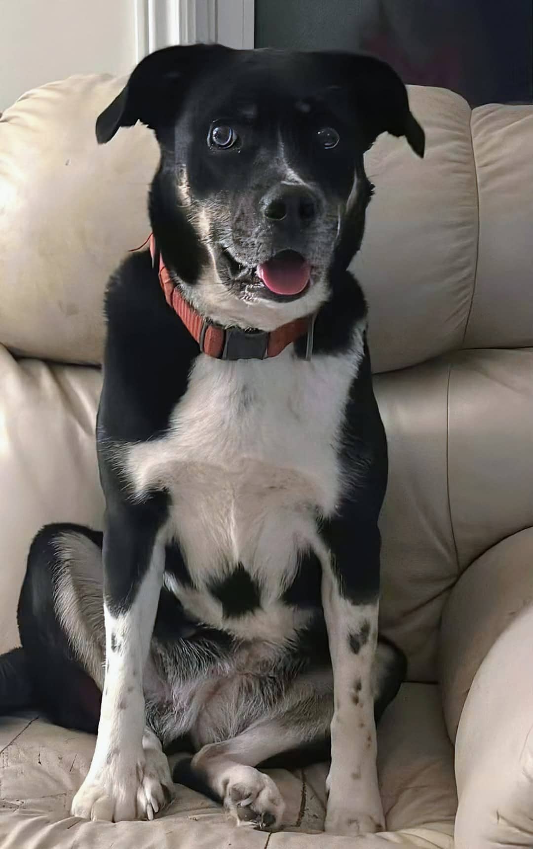 Lily - Mixed breed available for adoption at Pet Save in Sudbury