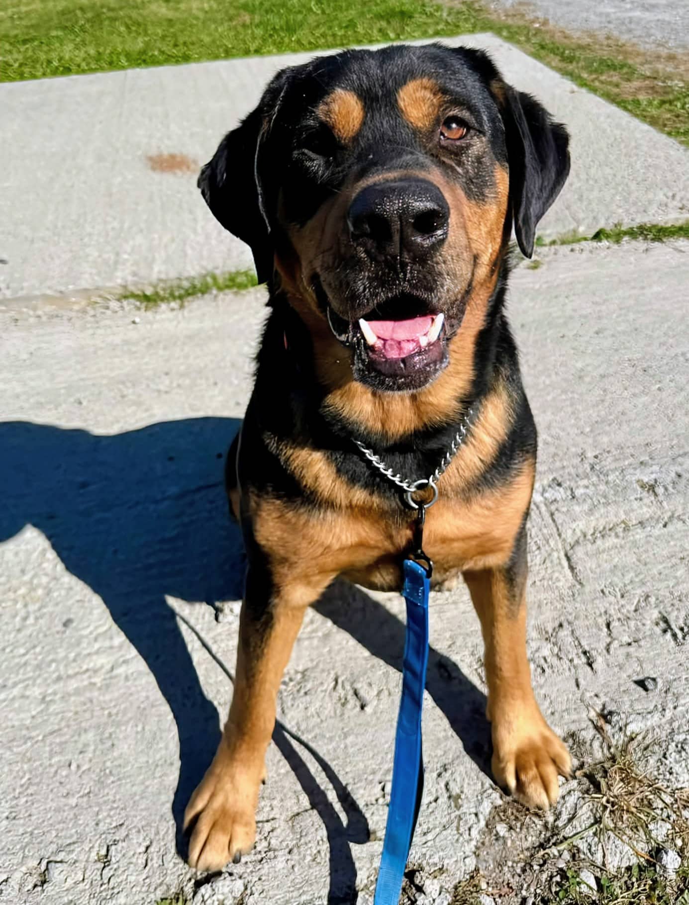 Carmine - Rottweiler mix available for adoption at Pet Save in Sudbury