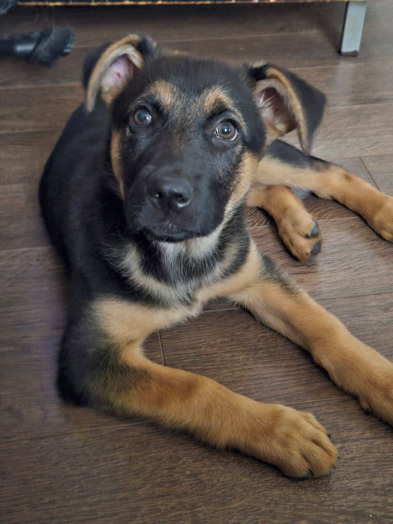 Cleo - Shepherd mix available for adoption at Pet Save in Sudbury