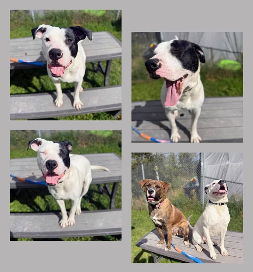 Patch - Bully mix available for adoption
