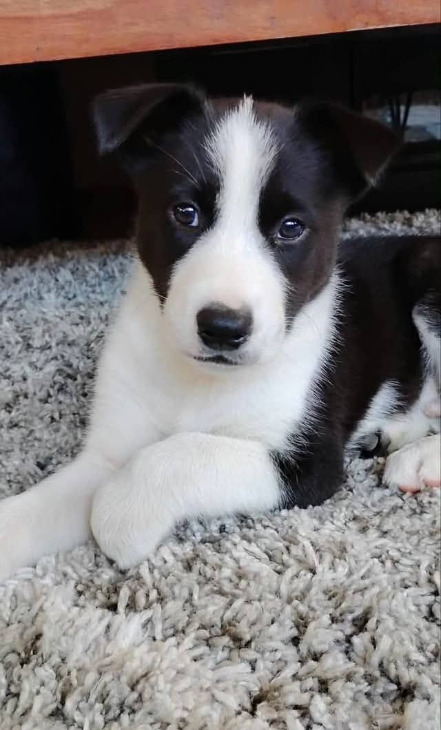 Lino - Mixed breed available for adoption at Pet Save in Sudbury