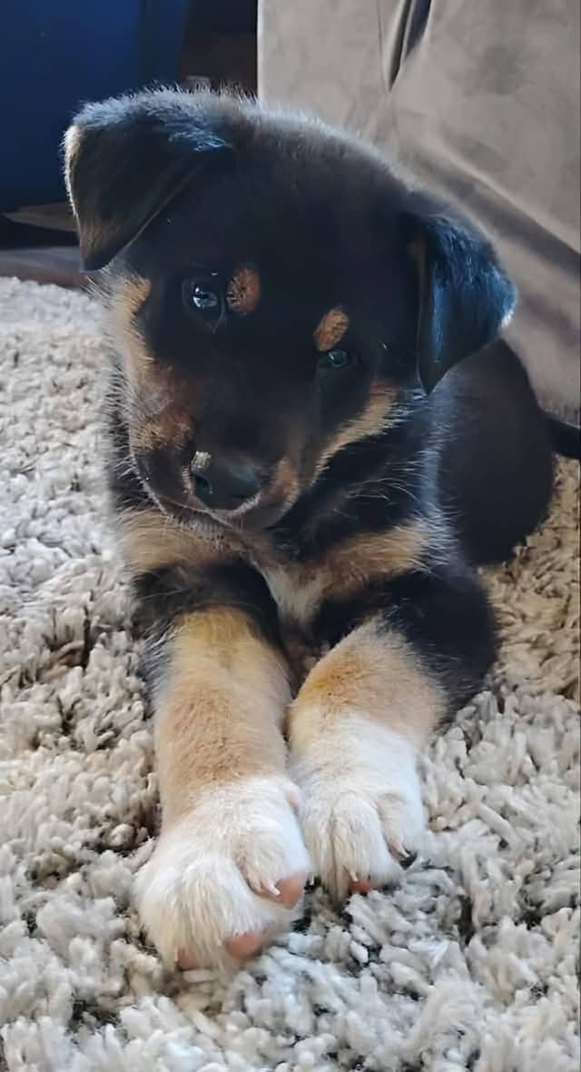 Gino - Mixed breed available for adoption at Pet Save in Sudbury