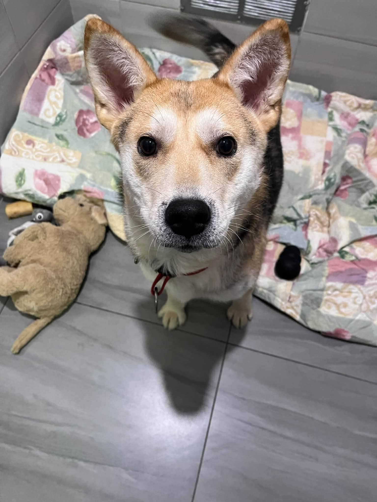 Trooper - Husky mix available for adoption