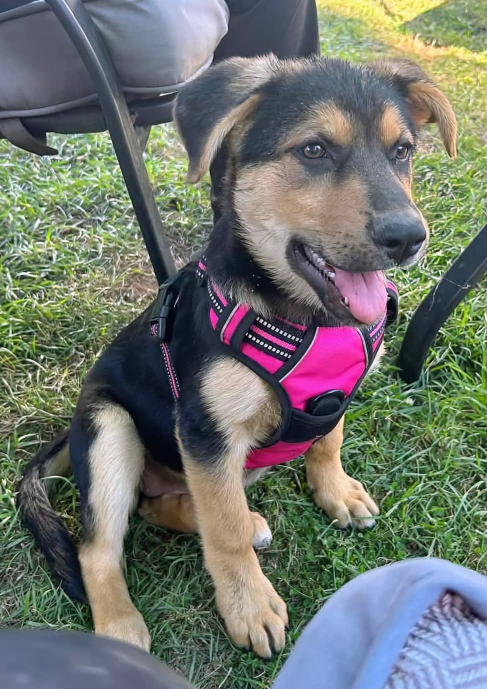 Dolly - Shepherd mix available for adoption at Pet Save in Sudbury