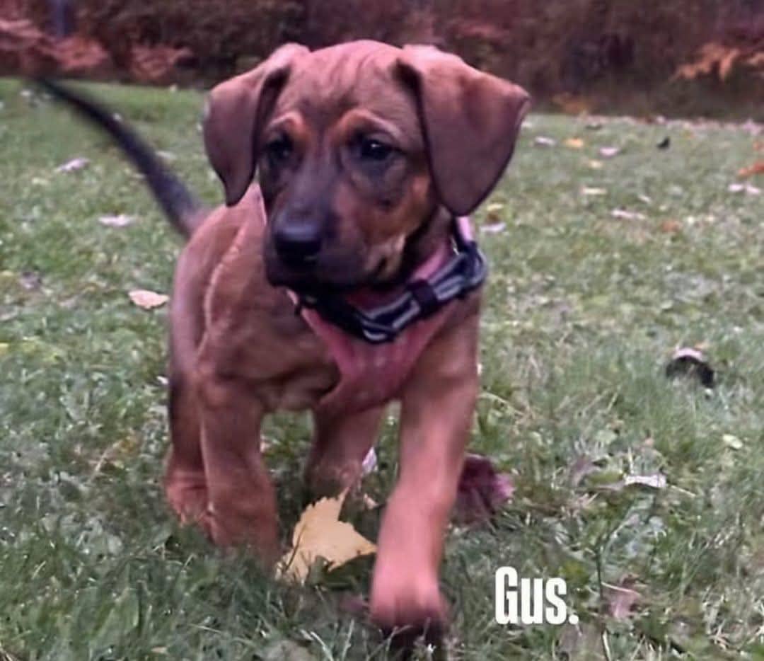 Gus - Shepherd/Lab mix available for adoption at Pet Save in Sudbury
