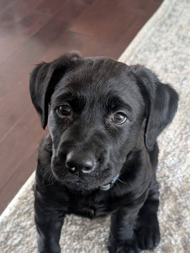 Gordie - Lab/Shepherd mix available for adoption at Pet Save in Sudbury
