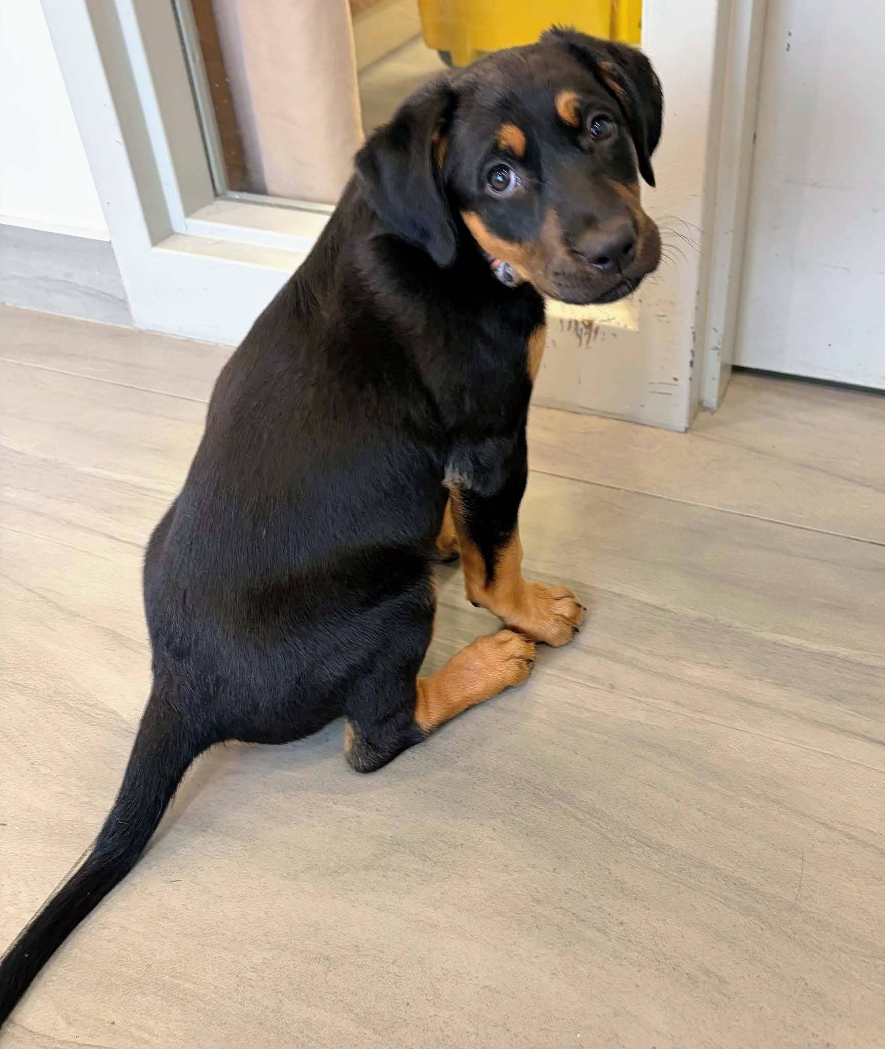 Missy - Lab/Shepherd mix available for adoption