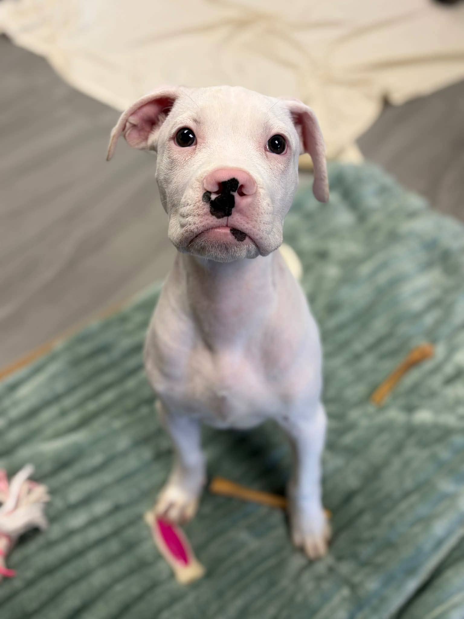 Harley - Boxer mix available for adoption at Pet Save in Sudbury