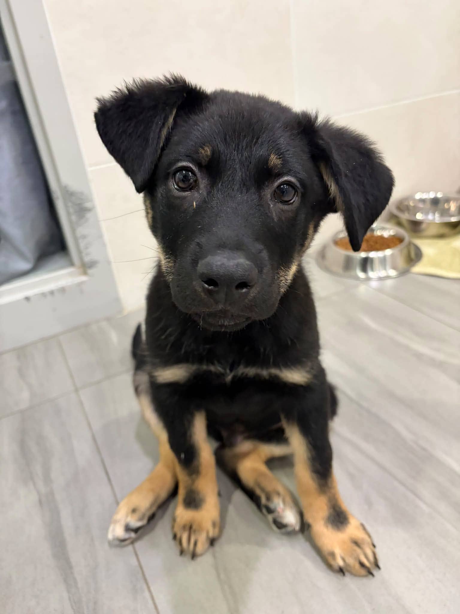 Crooks - Mixed breed available for adoption at Pet Save in Sudbury