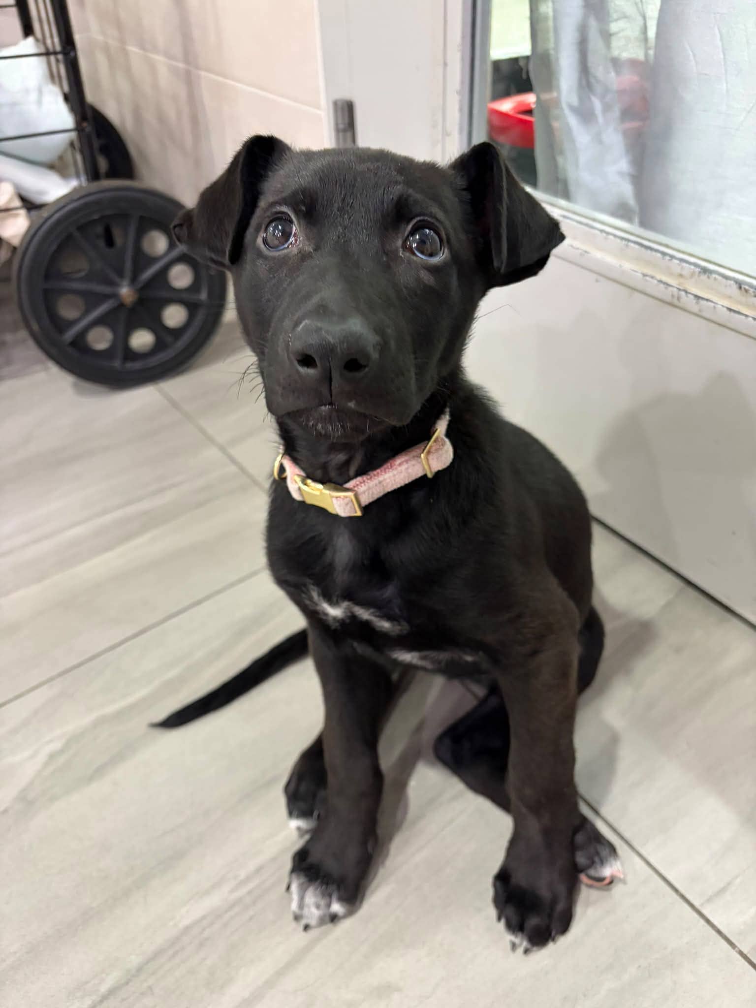 Mavis - Shepherd mix available for adoption at Pet Save in Sudbury