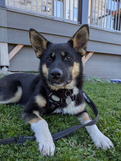 Paisley - Shepherd mix available for adoption at Pet Save in Sudbury