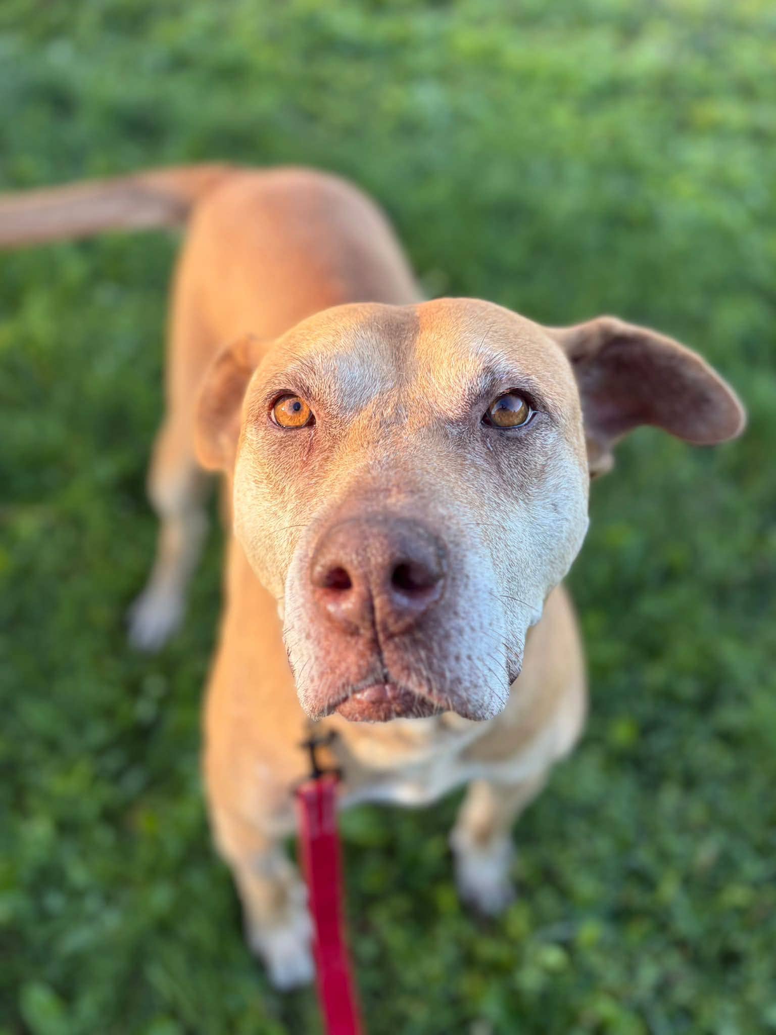 Jax - Bully mix available for adoption at Pet Save in Sudbury