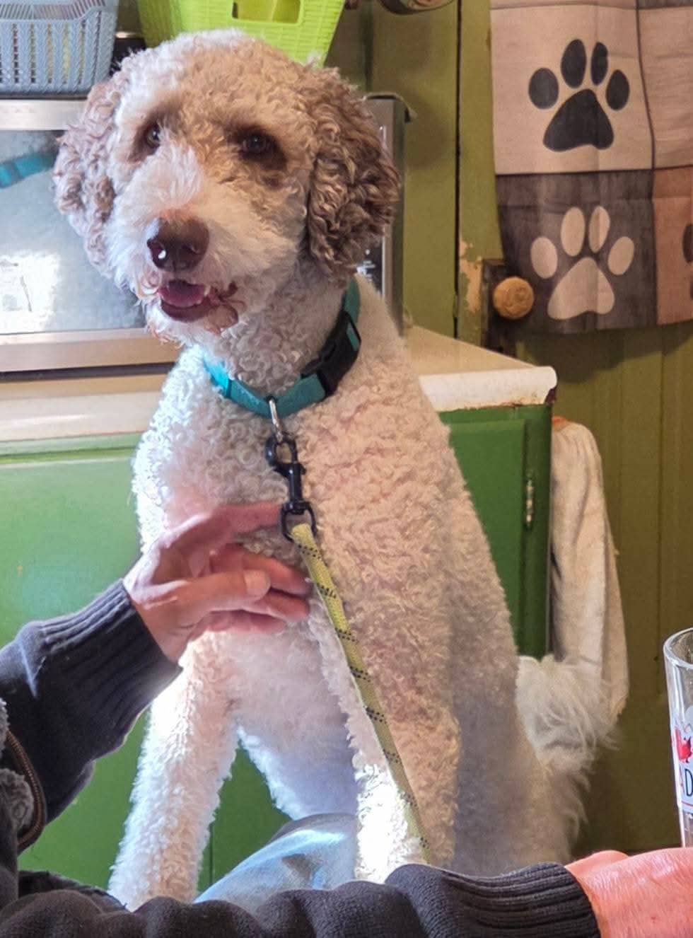 Buddy - Sheepadoodle available for adoption at Pet Save in Sudbury