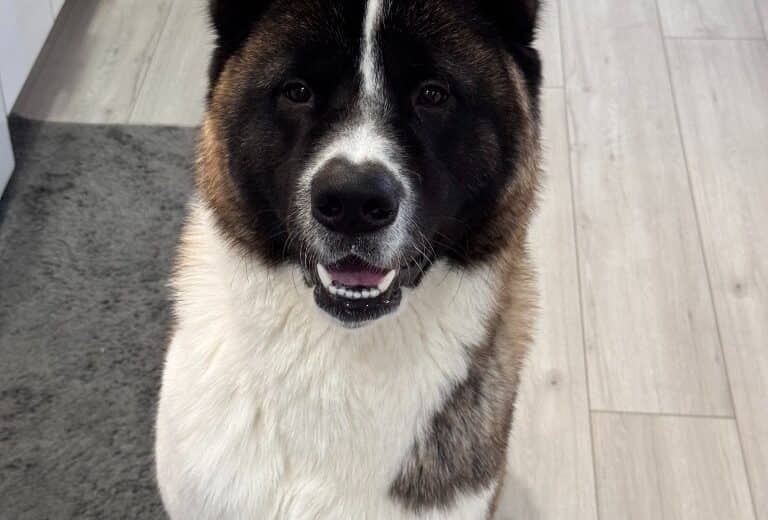 Diggie Smalls - Akita available for adoption at Pembina Valley Humane Society in Morden