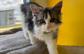 Malice in Wonderland - Domestic Shorthair available for adoption