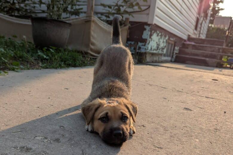 Meatball - Mixed Breed available for adoption