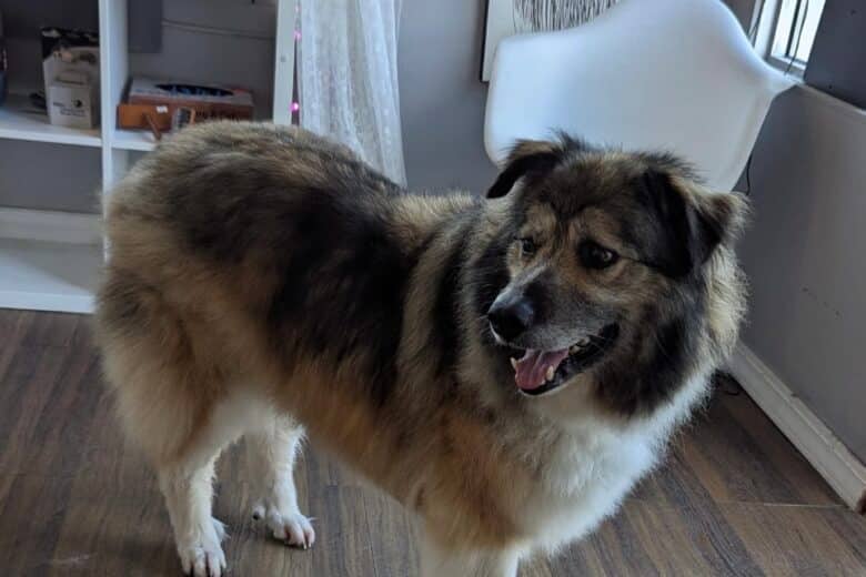 Dempster - Mixed Breed available for adoption
