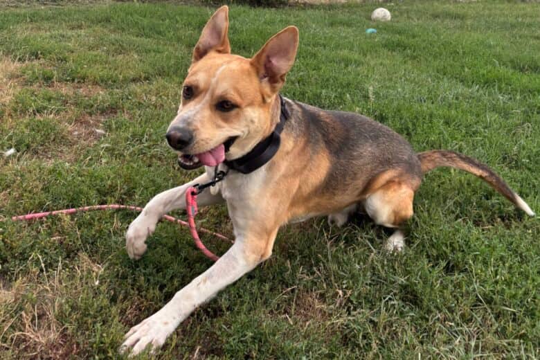 Ritchie - Mixed Breed available for adoption at Pembina Valley Humane Society in Morden