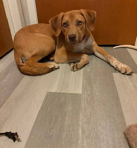 Bobbie - Mixed Breed available for adoption at Pembina Valley Humane Society in Morden