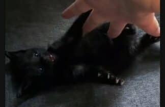 Goth Girl - Domestic Shorthair available for adoption