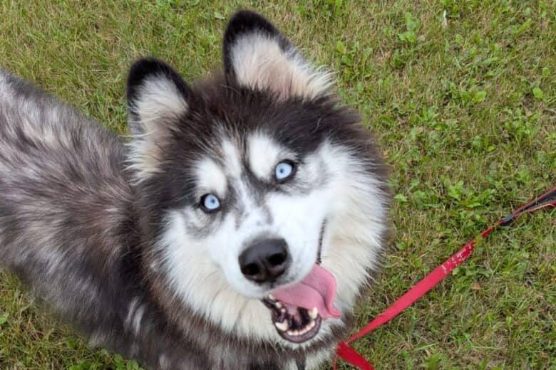 May - Husky Mix available for adoption at Pembina Valley Humane Society in Morden